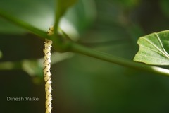 Piper trioicum